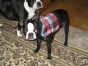 boston-terrier-pictures-december-2010 Boston terrier wearing sweater